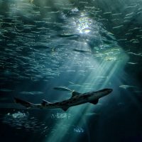 Mind The Shark - Richard Krieger